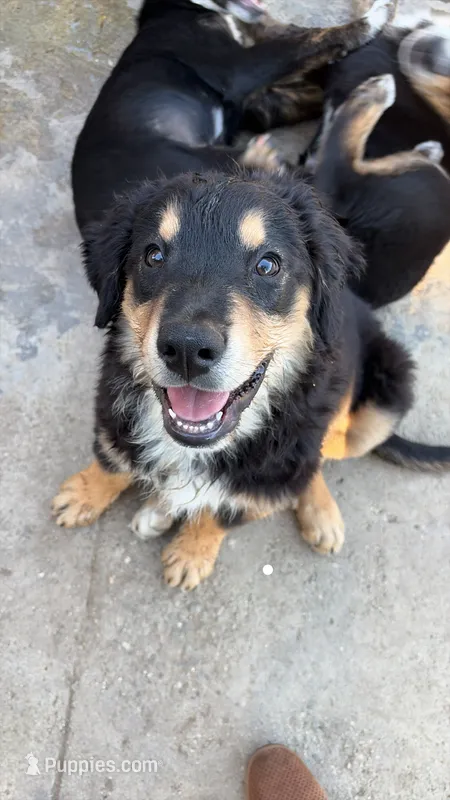 Puppy – Australian Shepherd, Labrador Retriever puppy for sale in Los Angeles, CA