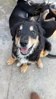 Puppy, a male Australian Shepherd and Labrador Retriever for sale in Los Angeles, CA – 1 of 6
