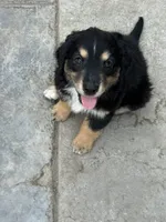 Puppy, a male Australian Shepherd and Labrador Retriever for sale in Los Angeles, CA – 2 of 4