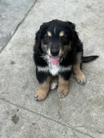 Puppy, a male Australian Shepherd and Labrador Retriever for sale in Los Angeles, CA – 3 of 4