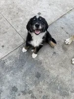 Puppy, a male Australian Shepherd and Labrador Retriever for sale in Los Angeles, CA – 3 of 5