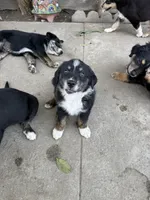 Puppy, a male Australian Shepherd and Labrador Retriever for sale in Los Angeles, CA – 4 of 5
