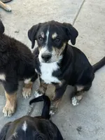 Puppy, a male Australian Shepherd and Labrador Retriever for sale in Los Angeles, CA – 2 of 6