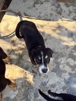 Puppy, a male Australian Shepherd and Labrador Retriever for sale in Los Angeles, CA – 4 of 4