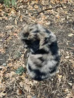 Meg, a female Poodle - Multi-Colored Standard for sale in Tijeras, NM – Photo 3 of 8