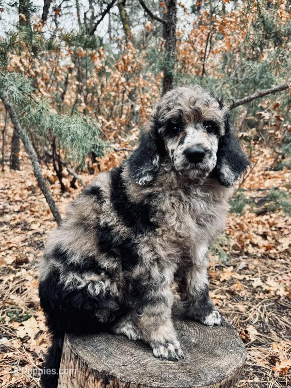 Meg – Poodle - Multi-Colored Standard puppy for sale in Tijeras, NM