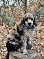 Meg, a female Poodle - Multi-Colored Standard for sale in Tijeras, NM – Photo 1 of 8