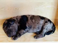 Meg, a female Poodle - Multi-Colored Standard for sale in Tijeras, NM – Photo 4 of 8