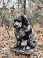 Meg, a female Poodle - Multi-Colored Standard for sale in Tijeras, NM – Photo 2 of 8