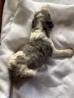 Violet, a female Bernedoodle for sale in Tijeras, NM – 5 of 10