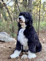 Klaus, a male Bernedoodle for sale in Tijeras, NM – 7 of 9