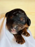 Jo (Josephine), a female Poodle - Multi-Colored Standard for sale in Tijeras, NM – Photo 5 of 9