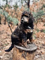 Jo (Josephine), a female Poodle - Multi-Colored Standard for sale in Tijeras, NM – Photo 3 of 9