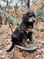 Jo (Josephine), a female Poodle - Multi-Colored Standard for sale in Tijeras, NM – Photo 2 of 9