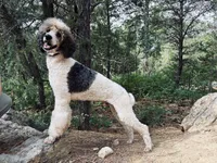 Jo (Josephine), a female Poodle - Multi-Colored Standard for sale in Tijeras, NM – Photo 8 of 9