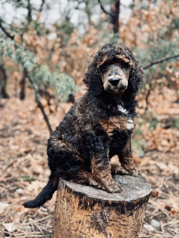 Jo (Josephine) – Poodle - Multi-Colored Standard puppy for sale in Tijeras, NM