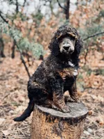 Jo (Josephine), a female Poodle - Multi-Colored Standard for sale in Tijeras, NM – Photo 1 of 9