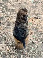 Jo (Josephine), a female Poodle - Multi-Colored Standard for sale in Tijeras, NM – Photo 4 of 9