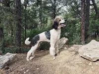 Violet, a female Bernedoodle for sale in Tijeras, NM – 9 of 10