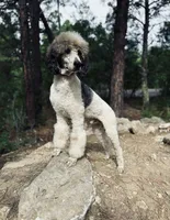 Klaus, a male Bernedoodle for sale in Tijeras, NM – 9 of 9