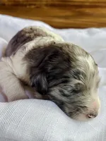 Violet, a female Bernedoodle for sale in Tijeras, NM – 4 of 10