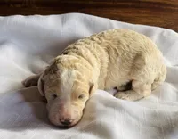 Klaus, a male Bernedoodle for sale in Tijeras, NM – 3 of 9