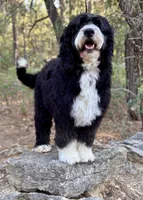 Violet, a female Bernedoodle for sale in Tijeras, NM – 8 of 10