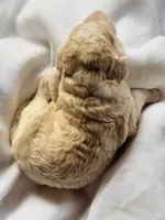 Klaus, a male Bernedoodle for sale in Tijeras, NM – 4 of 9