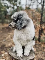 Theodore, a male Poodle - Multi-Colored Standard for sale in Tijeras, NM – Photo 2 of 9