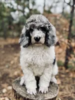 Theodore, a male Poodle - Multi-Colored Standard for sale in Tijeras, NM – Photo 1 of 9