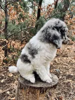 Theodore, a male Poodle - Multi-Colored Standard for sale in Tijeras, NM – Photo 3 of 9