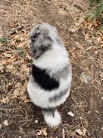 Theodore, a male Poodle - Multi-Colored Standard for sale in Tijeras, NM – Photo 4 of 9