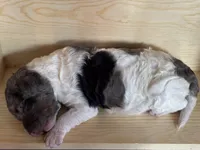 Theodore, a male Poodle - Multi-Colored Standard for sale in Tijeras, NM – Photo 5 of 9