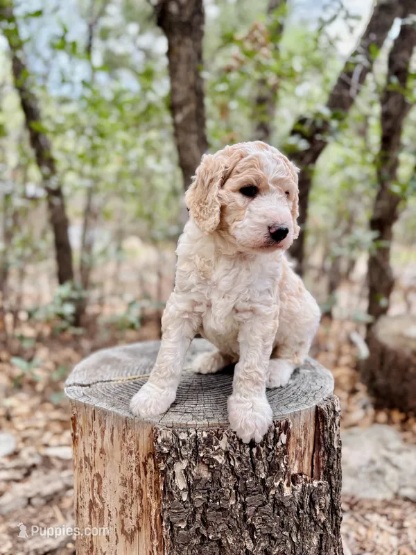 Klaus – Bernedoodle puppy for sale in Tijeras, NM