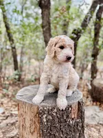 Klaus, a male Bernedoodle for sale in Tijeras, NM – 1 of 9