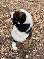 Friedrich, a male Poodle - Multi-Colored Standard for sale in Tijeras, NM – Photo 3 of 7