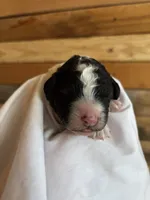 Friedrich, a male Poodle - Multi-Colored Standard for sale in Tijeras, NM – Photo 4 of 7