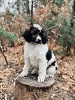 Friedrich, a male Poodle - Multi-Colored Standard for sale in Tijeras, NM – Photo 2 of 7