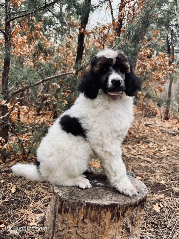 Friedrich – Poodle - Multi-Colored Standard puppy for sale in Tijeras, NM