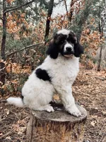 Friedrich, a male Poodle - Multi-Colored Standard for sale in Tijeras, NM – Photo 1 of 7