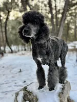 Friedrich, a male Poodle - Multi-Colored Standard for sale in Tijeras, NM – Photo 5 of 7