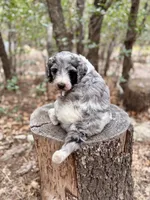 Violet, a female Bernedoodle for sale in Tijeras, NM – 2 of 10