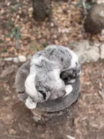 Violet, a female Bernedoodle for sale in Tijeras, NM – 3 of 10