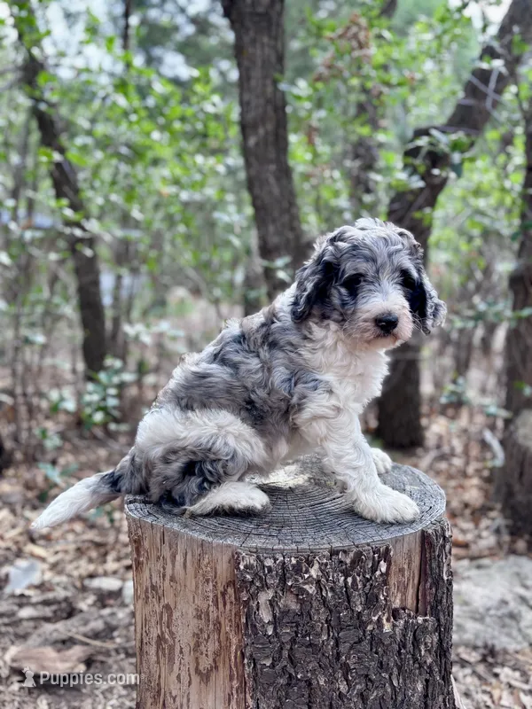Violet – Bernedoodle puppy for sale in Tijeras, NM