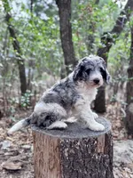 Violet, a female Bernedoodle for sale in Tijeras, NM – 1 of 10