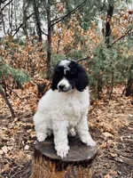 Amy, a female Poodle - Multi-Colored Standard for sale in Tijeras, NM – Photo 1 of 8