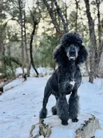 Amy, a female Poodle - Multi-Colored Standard for sale in Tijeras, NM – Photo 6 of 8