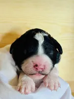 Amy, a female Poodle - Multi-Colored Standard for sale in Tijeras, NM – Photo 4 of 8