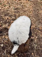 Amy, a female Poodle - Multi-Colored Standard for sale in Tijeras, NM – Photo 3 of 8