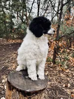 Amy, a female Poodle - Multi-Colored Standard for sale in Tijeras, NM – Photo 2 of 8